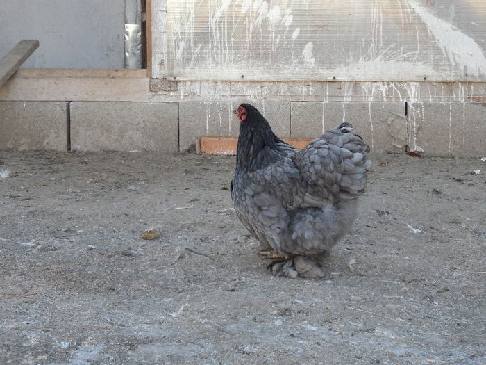 cochin albastru pitic   brahma hi