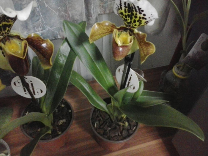  - Orhidee paphiopedilum