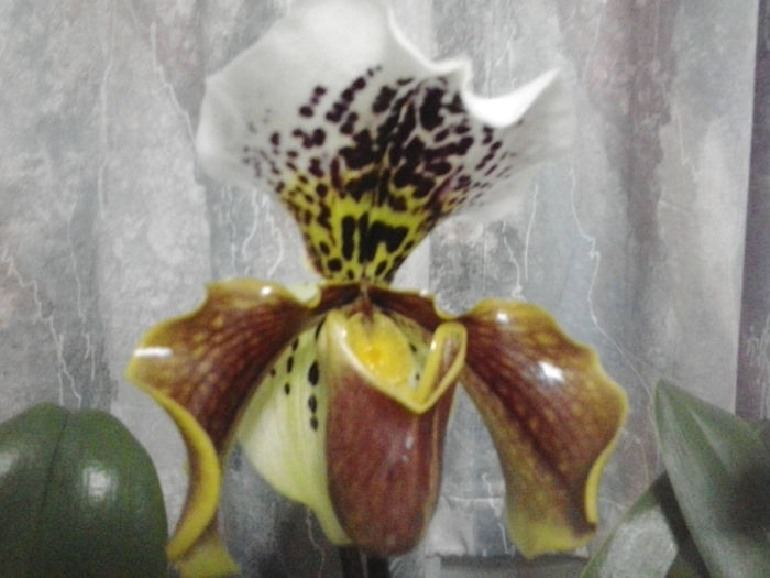  - Orhidee paphiopedilum