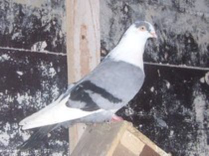 85562902_KGKFHLC (1)