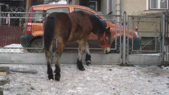 vanduta; Manza de vanzare varsta 8 luni
