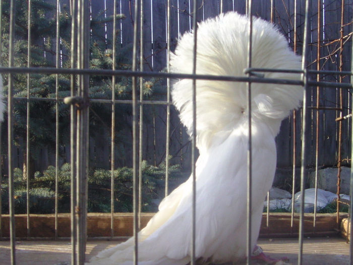 Picture 151 - porumbei gulerati