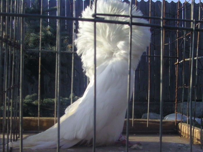 Picture 152 - porumbei gulerati