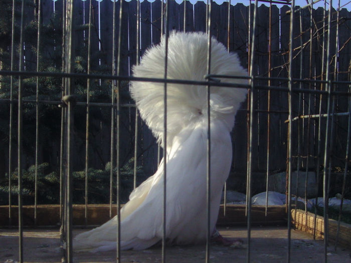 Picture 153 - porumbei gulerati