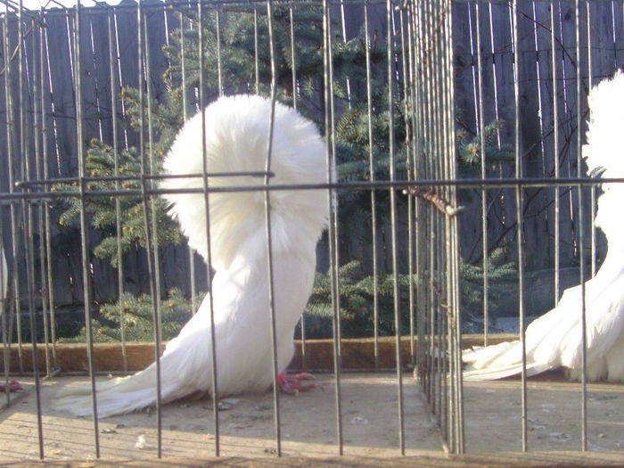 Picture 164 - porumbei gulerati