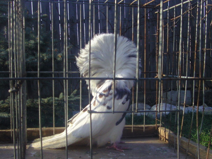 Picture 178 - porumbei gulerati
