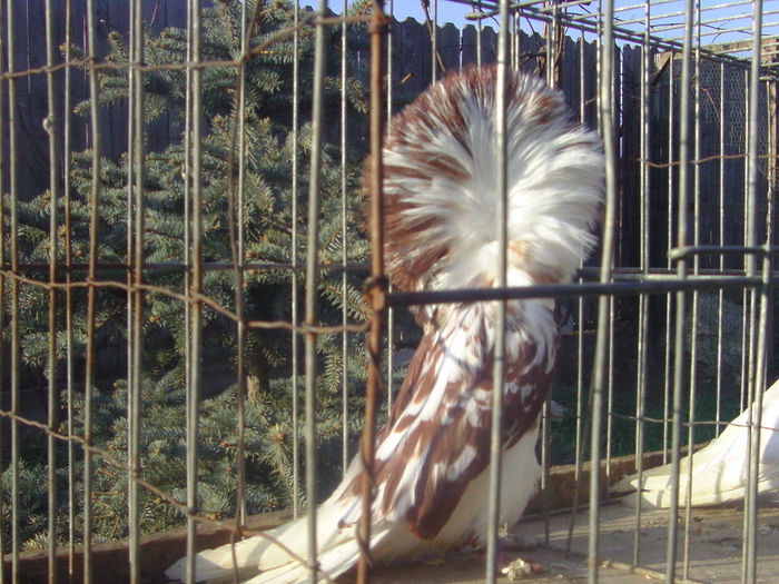 Picture 188 - porumbei gulerati