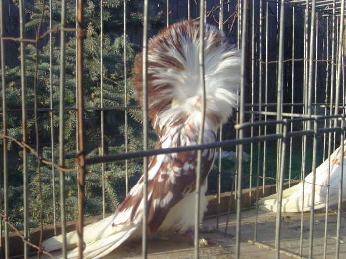 Picture 190 - porumbei gulerati