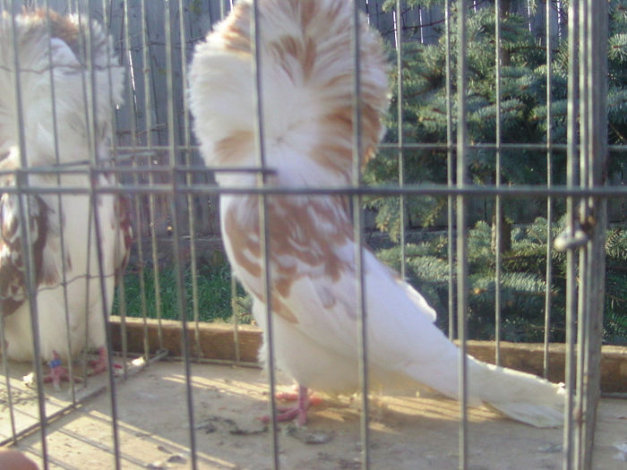 Picture 192 - porumbei gulerati
