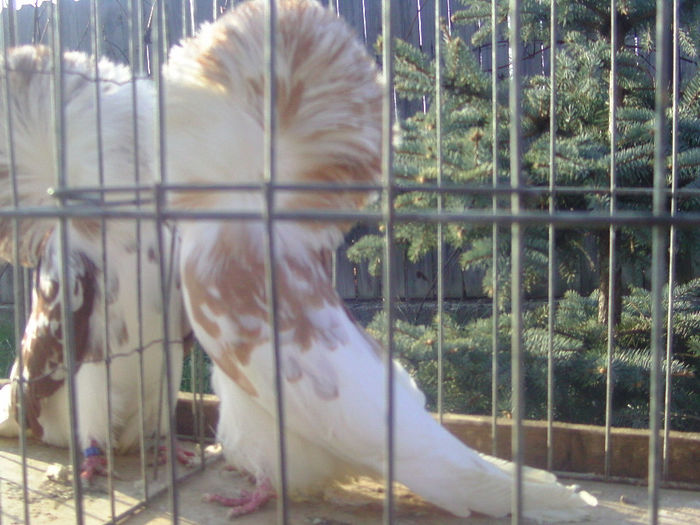 Picture 195 - porumbei gulerati