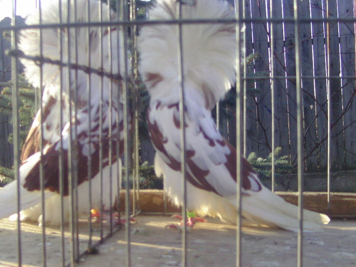 Picture 201 - porumbei gulerati
