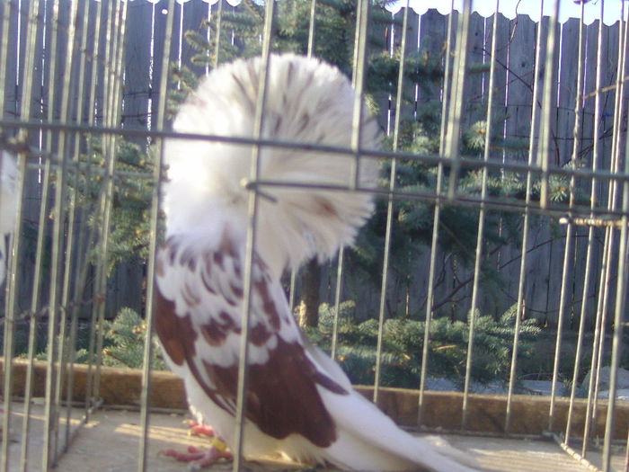 Picture 206 - porumbei gulerati