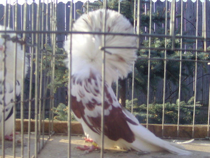 Picture 208 - porumbei gulerati