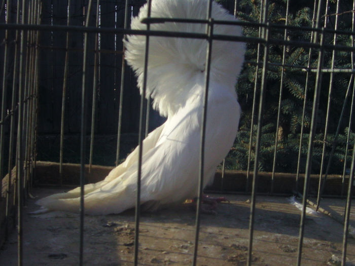 Picture 215 - porumbei gulerati
