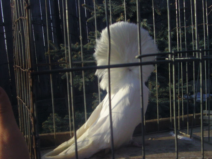 Picture 219 - porumbei gulerati