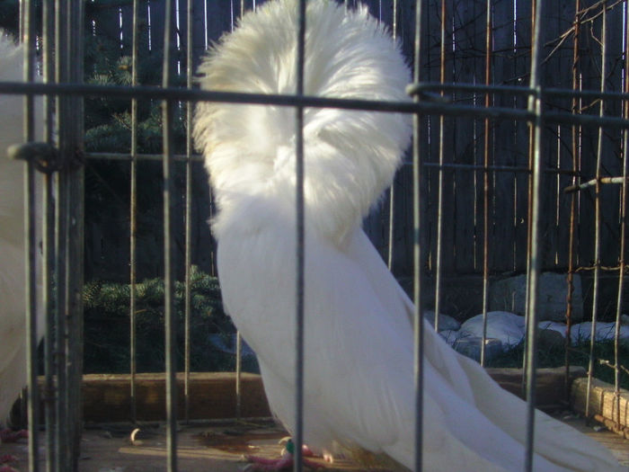 Picture 224 - porumbei gulerati