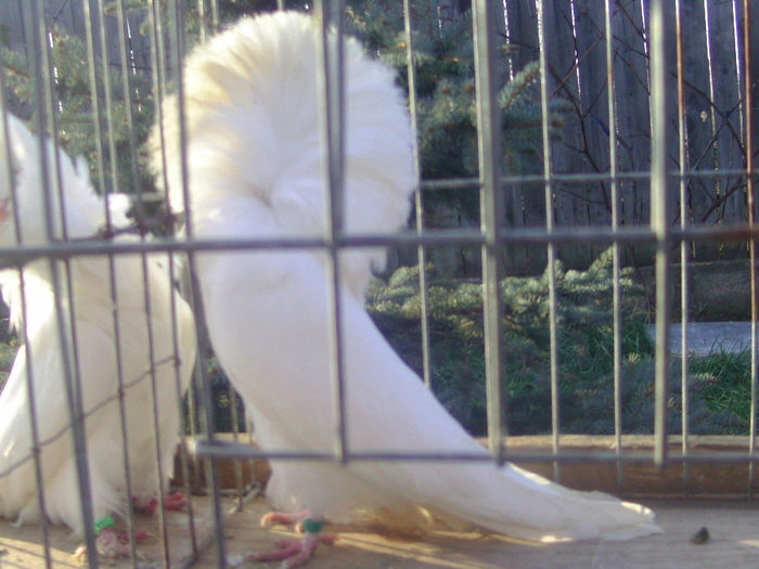 Picture 227 - porumbei gulerati
