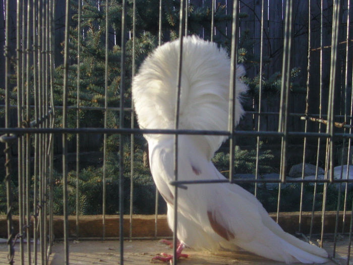 Picture 231 - porumbei gulerati
