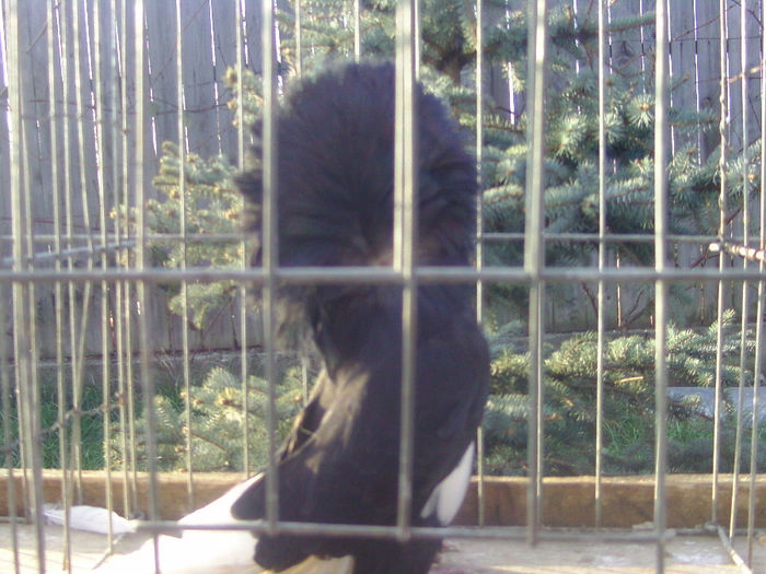 Picture 259