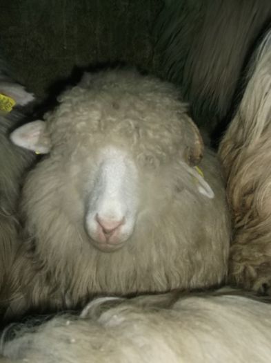 Picture 044 - 0000 Carlane 2O14