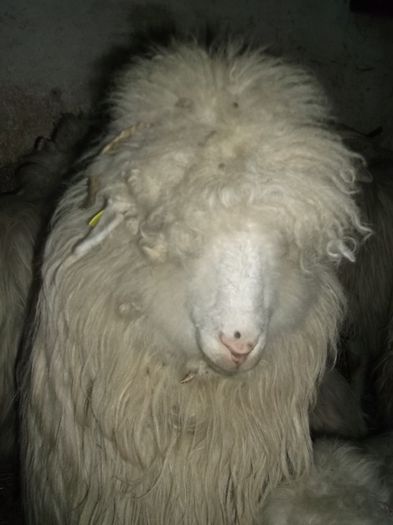 Picture 057 - 0000 Carlane 2O14