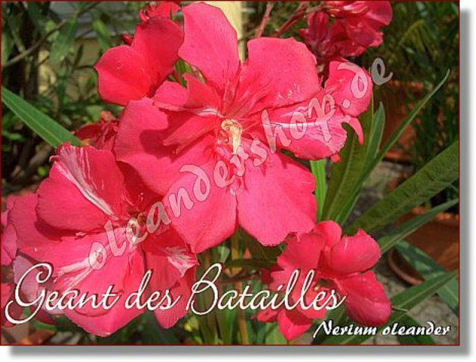 geant_des_batailles2