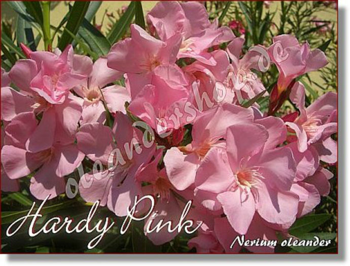 hardy_pink2 - cumpar lastari de leandru