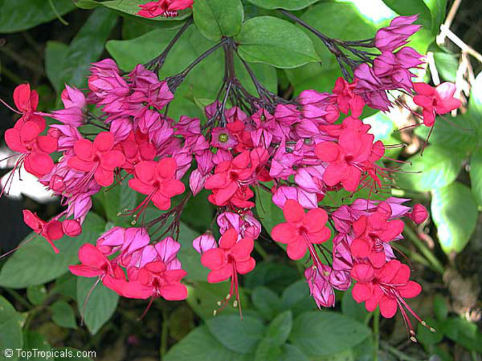 clerodendrom speciosum