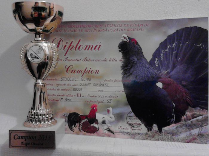 Campion Expo judeteana Oradea 2013 - TROFEE SI CAMPIONI