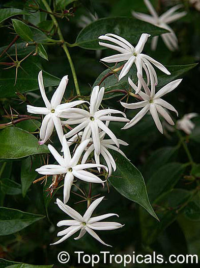jasmine nitidum