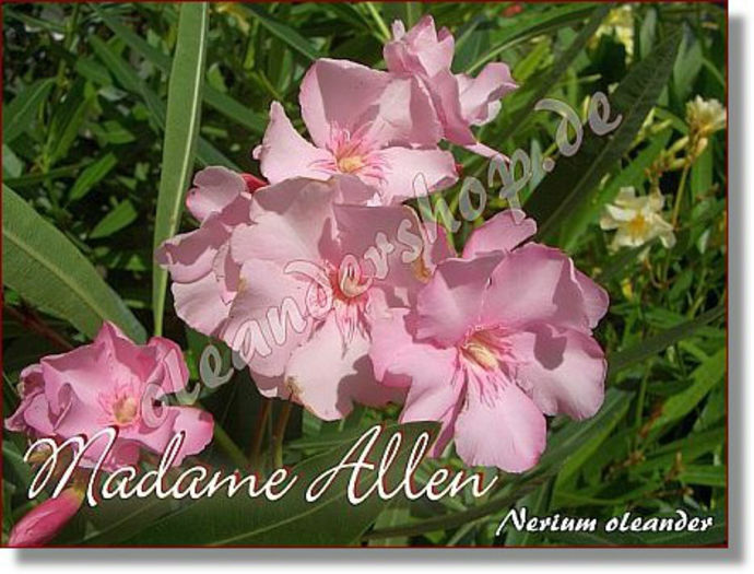 madame_allen2 - cumpar lastari de leandru