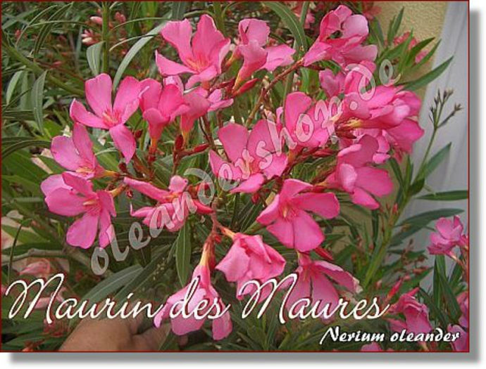 maurin_des_maures2 - cumpar lastari de leandru