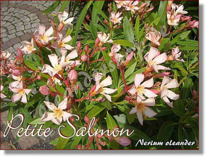 petite_salmon2 - cumpar lastari de leandru