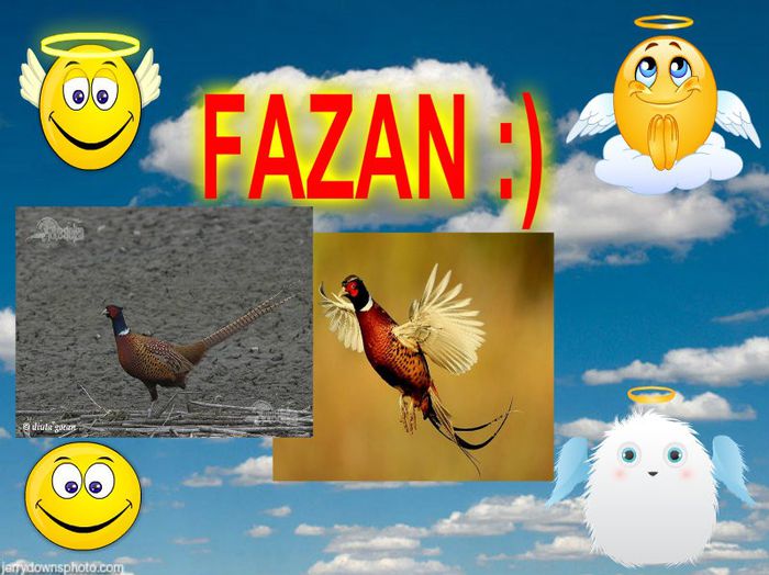 :) - HAI SA NE JUCAM FAZAN