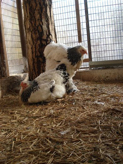 DSC08356 - Brahma HD 2014