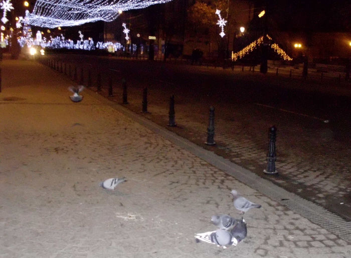 iasi ora 4.48 dimineata - Porumbei nocturni