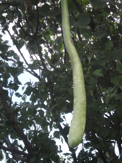 Dovleac la metru 12; Dovleac la metru
