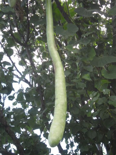 Dovleac la metru 13; Dovleac la metru
