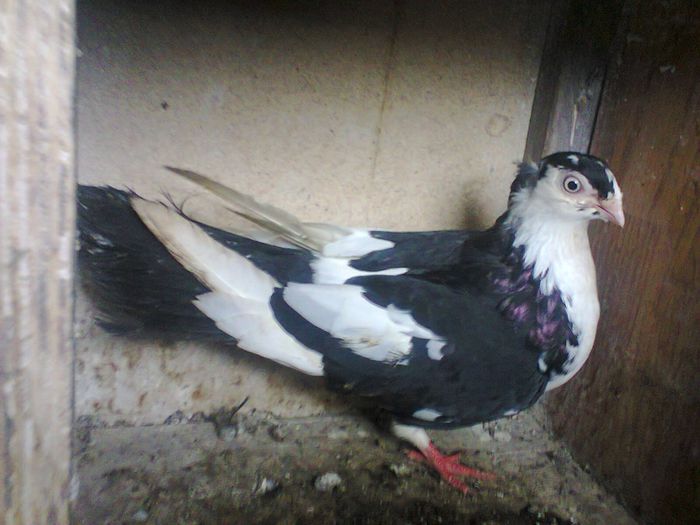 Fotografie0228 - porumbei galateni coada neagra