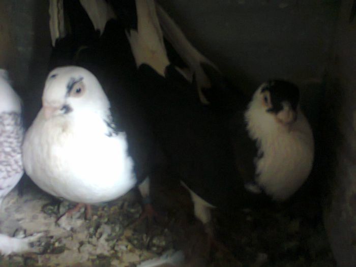 Fotografie0246 - porumbei galateni coada neagra