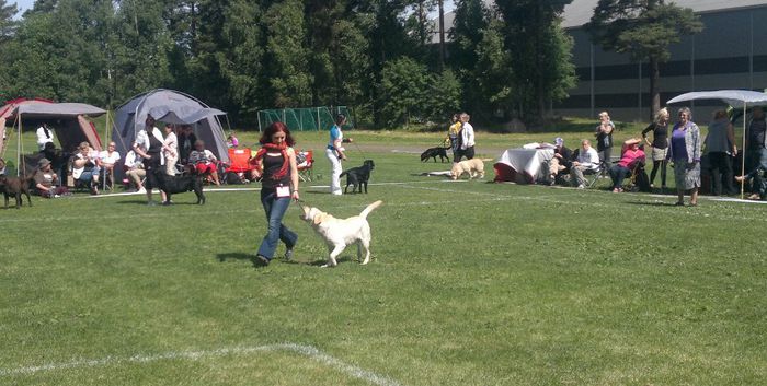 Marlo expo finlanda - labrador