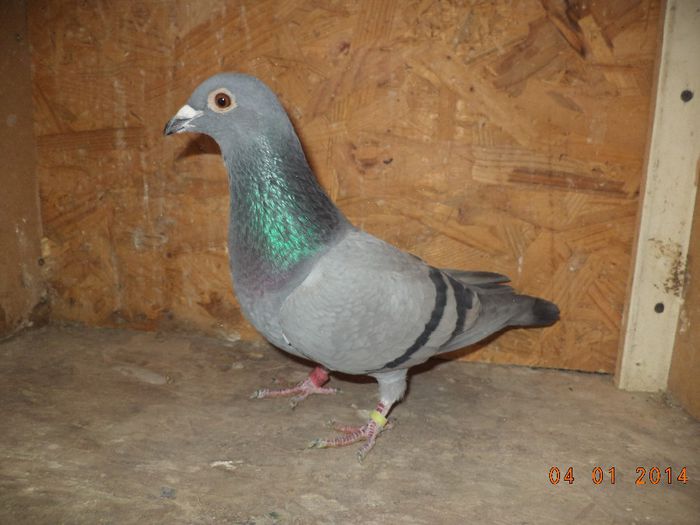 F - Achizitii 2013 - poze noi