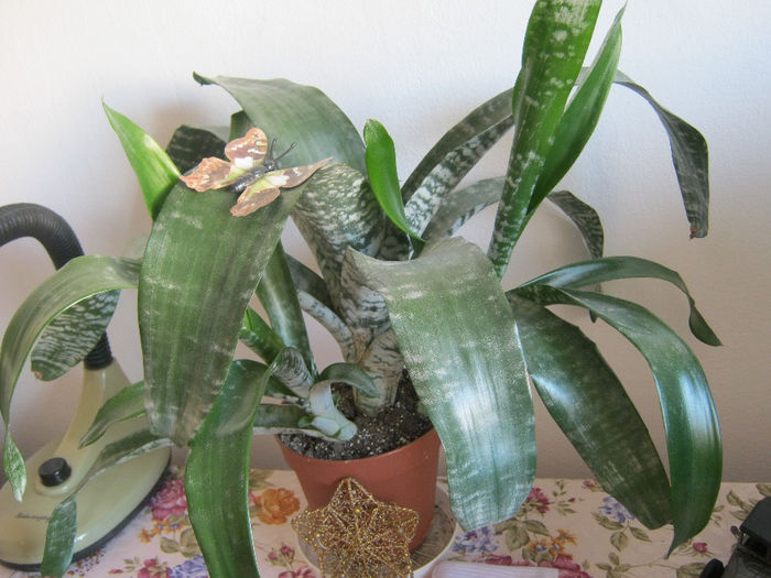 Aechmea cu pui - Flori 2014_1