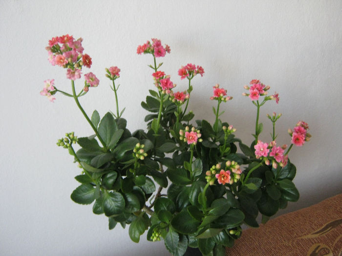 kalanchoe-2 - Flori 2014_1