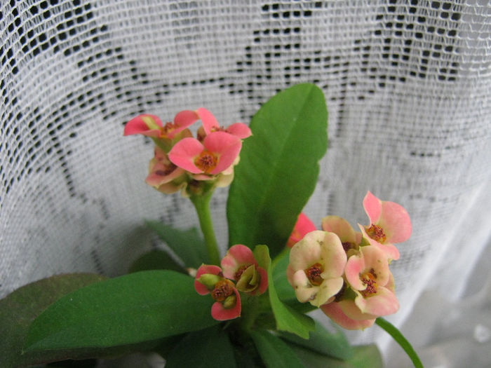 Euphorbia milii - Flori 2014_1