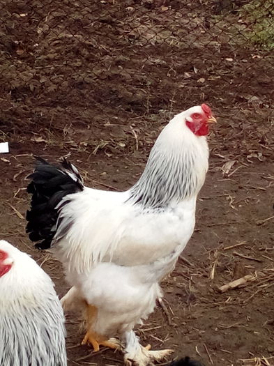 IMG_20140103_114926459 - gaini brahma