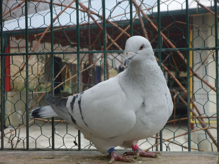 F-2012 - 1-VRdF-MATCA-FEMELE-2014