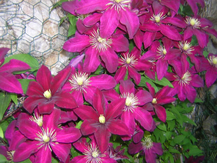 DSCN6374 - Flori din gradina mea