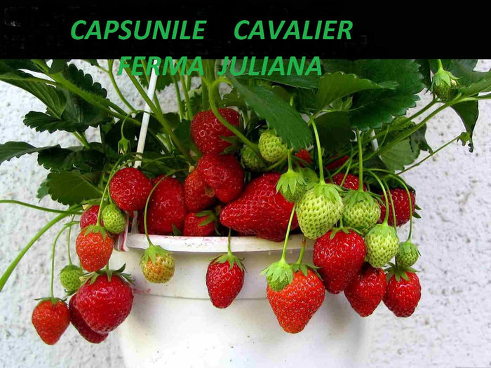 CAPSUNILE
