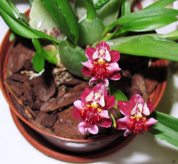 Oncidium Twinkle Chian Tzi Delight - Reinfloriri orhidee 2014